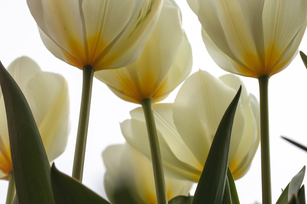 Designing a Tulip Garden